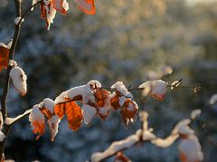 Winterwald