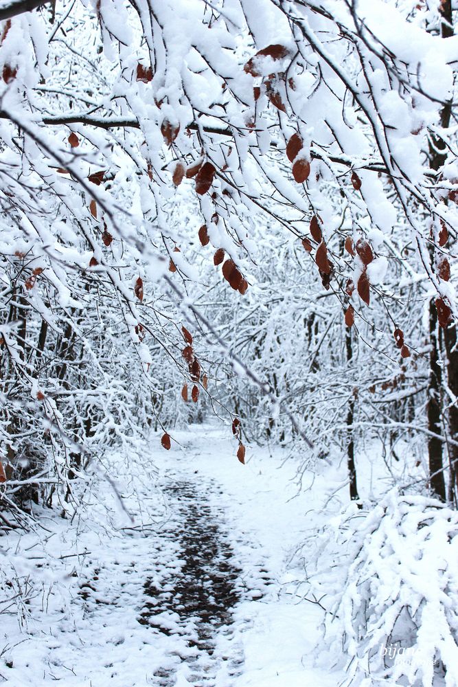 Winterwald