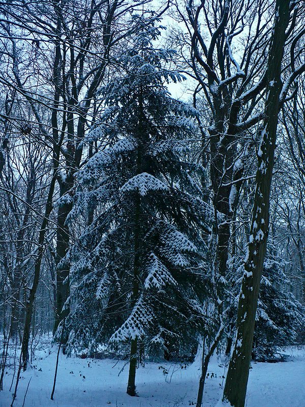 Winterwald...