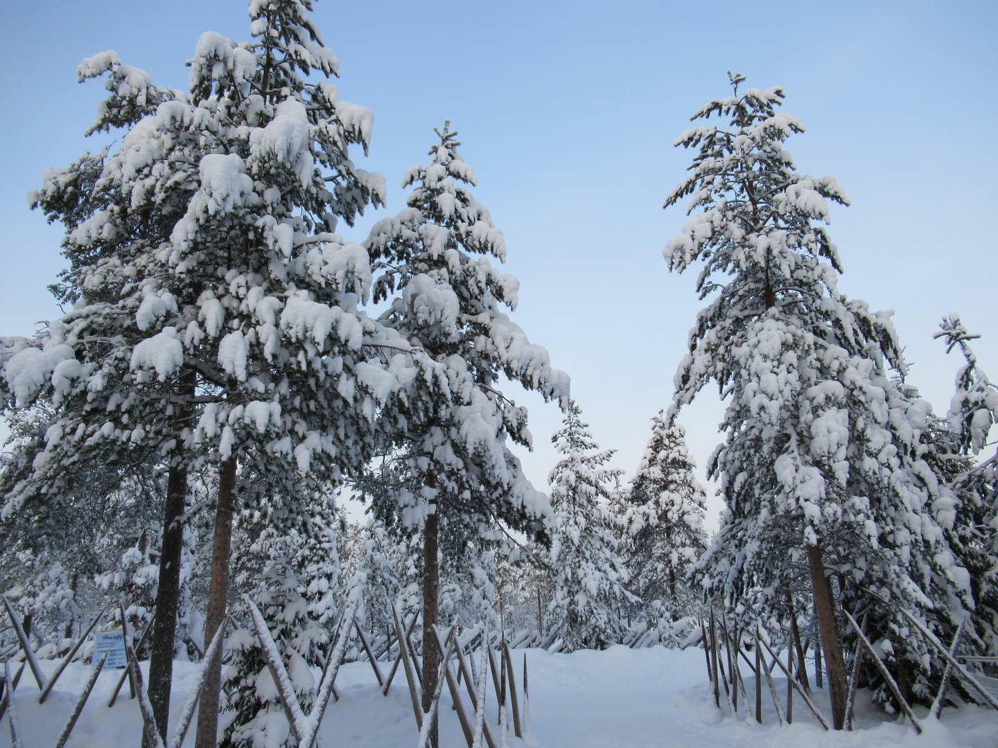 Winterwald