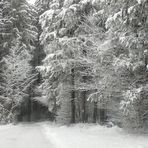 Winterwald