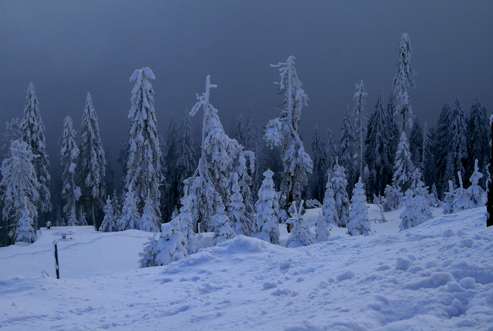 Winterwald