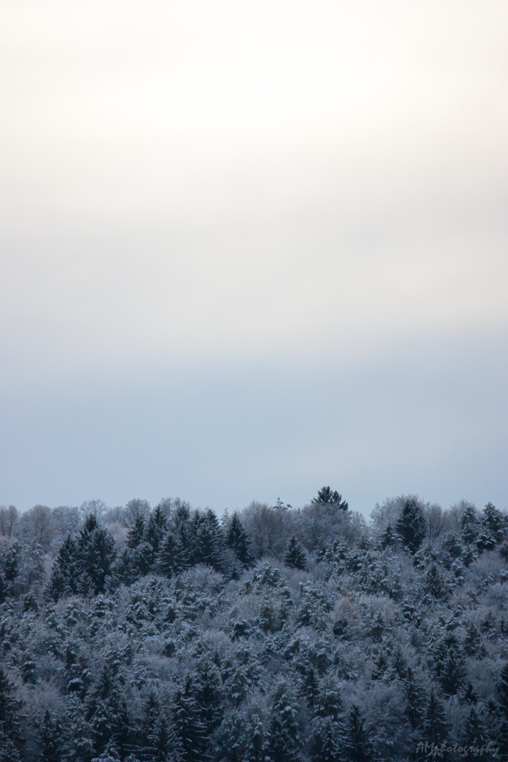 Winterwald