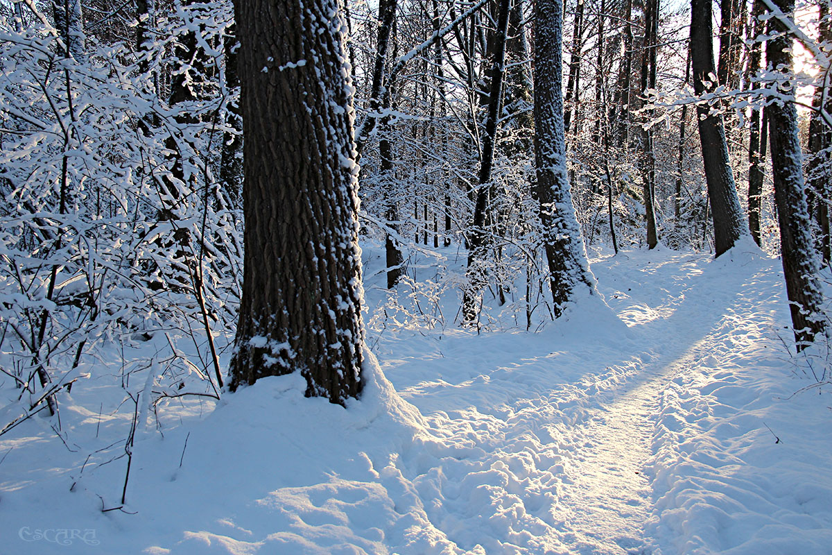 Winterwald