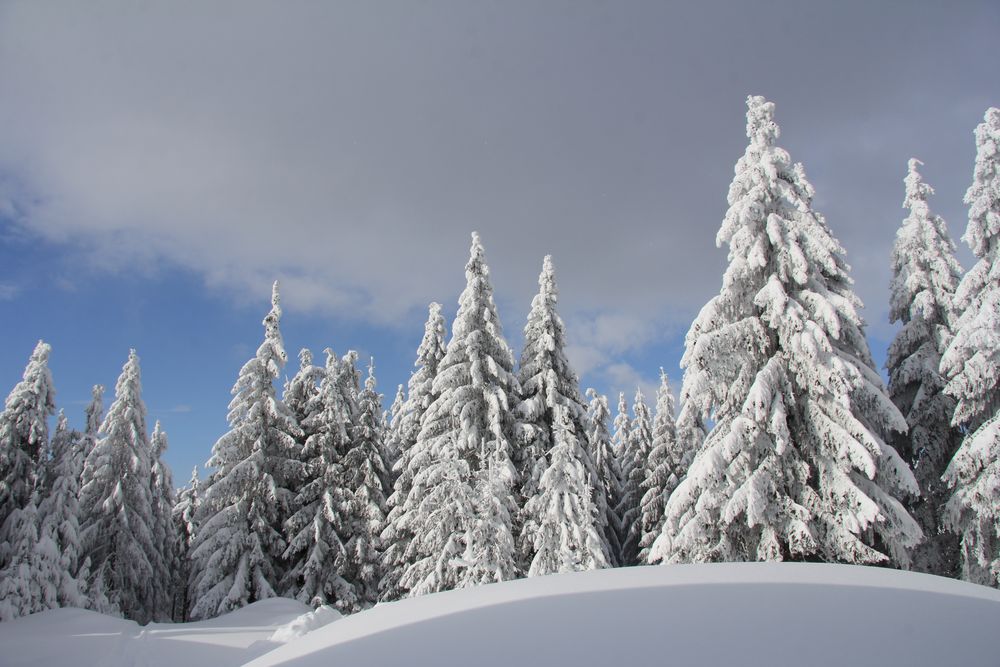 Winterwald