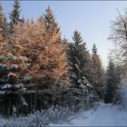 "Winterwald"