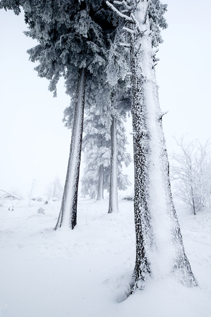 *Winterwald*