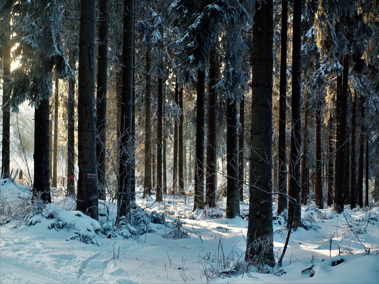 Winterwald Foto & Bild  landschaft, jahreszeiten, winter Bilder auf 