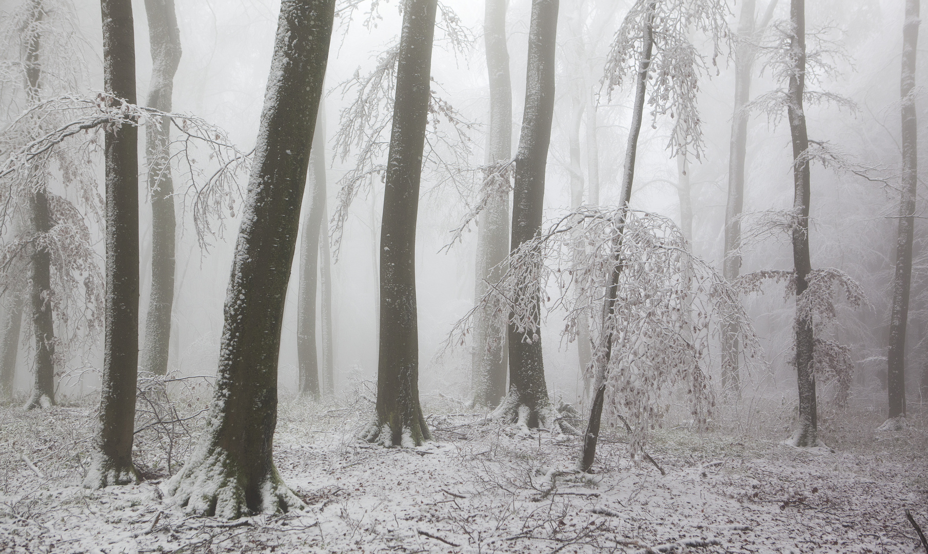 Winterwald