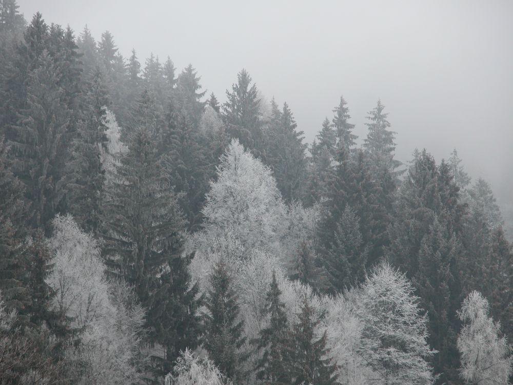 Winterwald Gerlitzen 