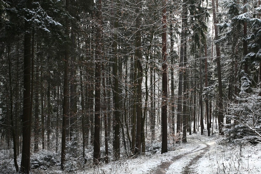 Winterwald I