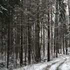 Winterwald I