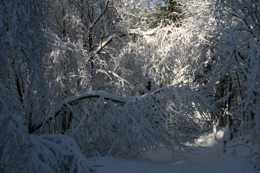 Winterwald I