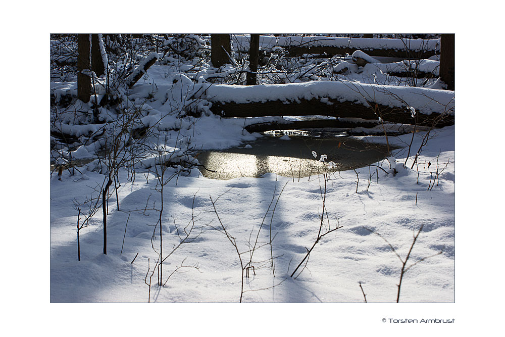 Winterwald I