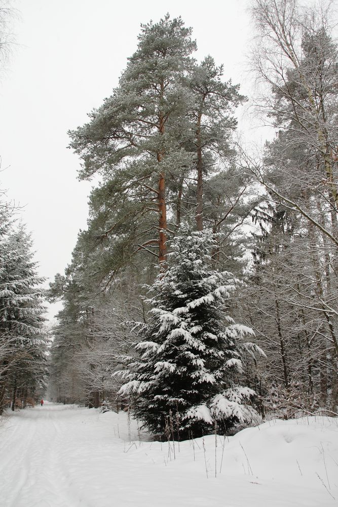 Winterwald I