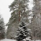 Winterwald I