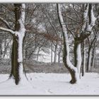 Winterwald II