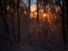 Winter.Wald II