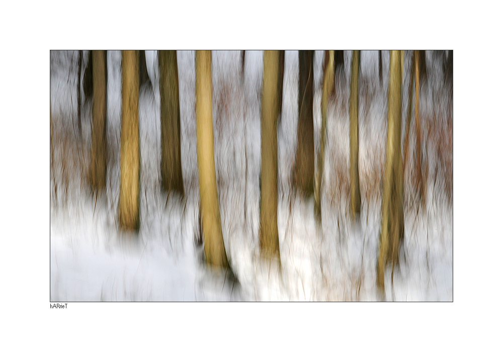 ... winterwald II ...