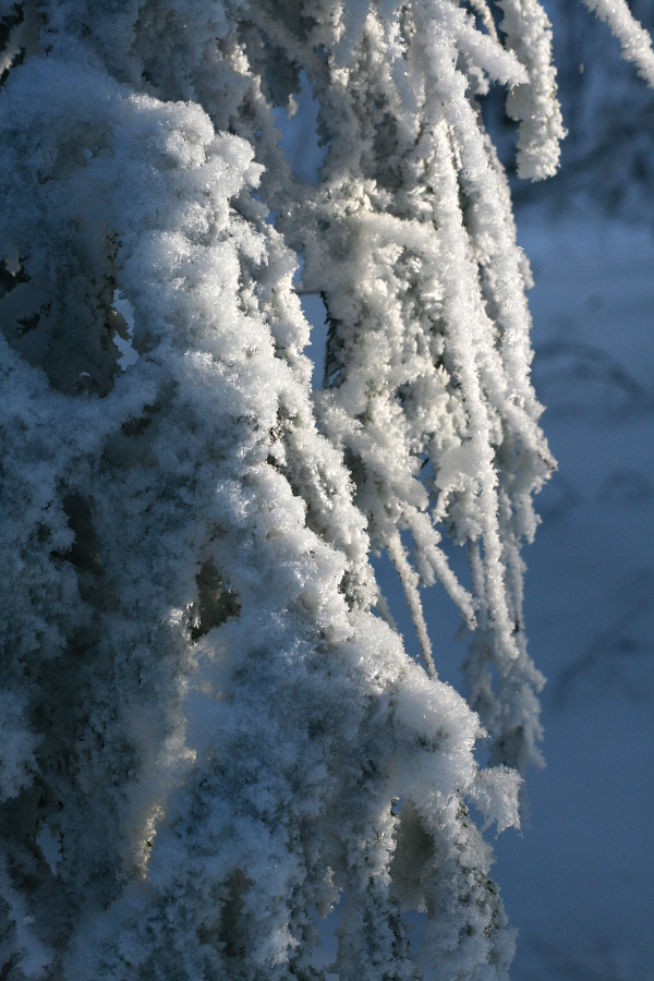 Winterwald II