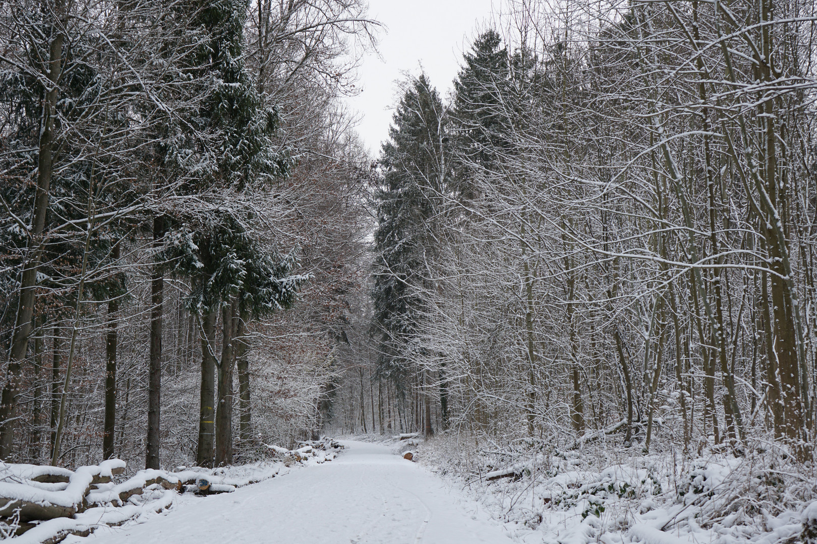 Winterwald II