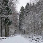 Winterwald II