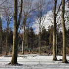 *Winterwald II*