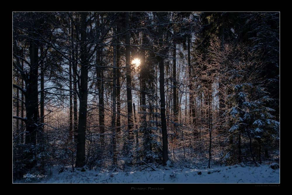 Winterwald II