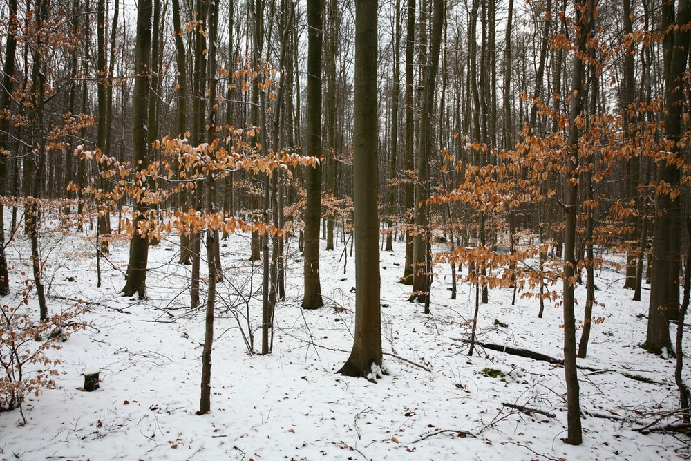 Winterwald II