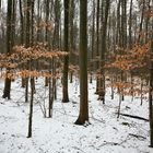 Winterwald II