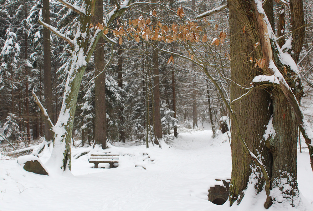 Winterwald II