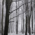 Winterwald II