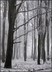 Winterwald II