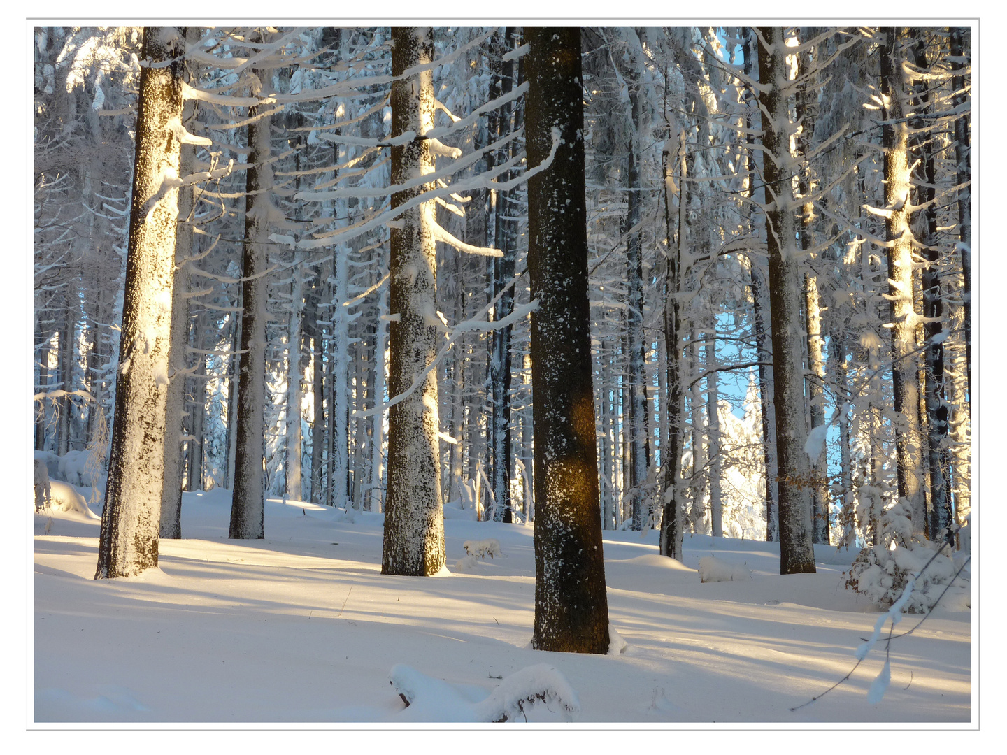 Winterwald II