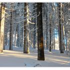 Winterwald II