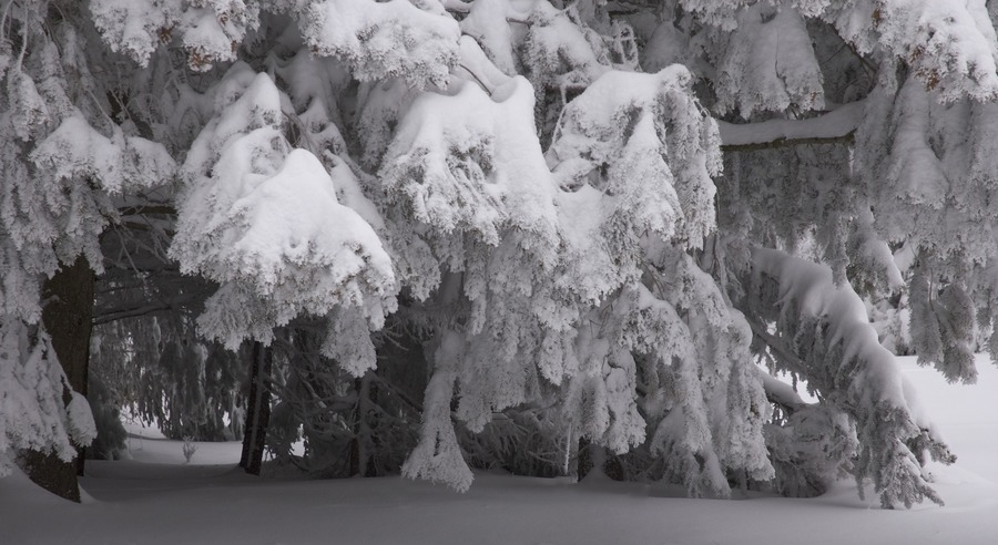 Winterwald II