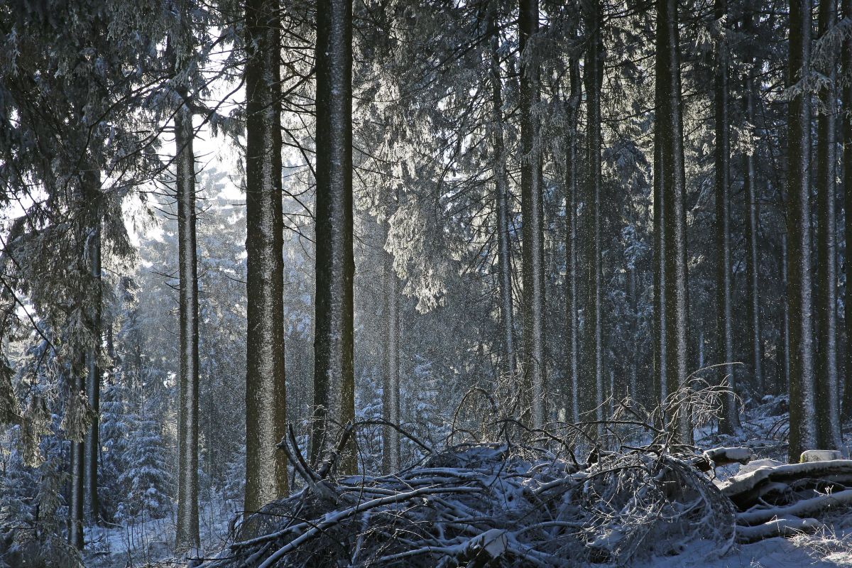 Winterwald II