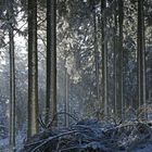 Winterwald II