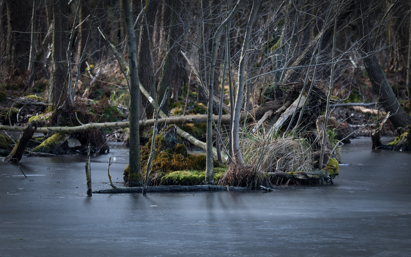 Winterwald II