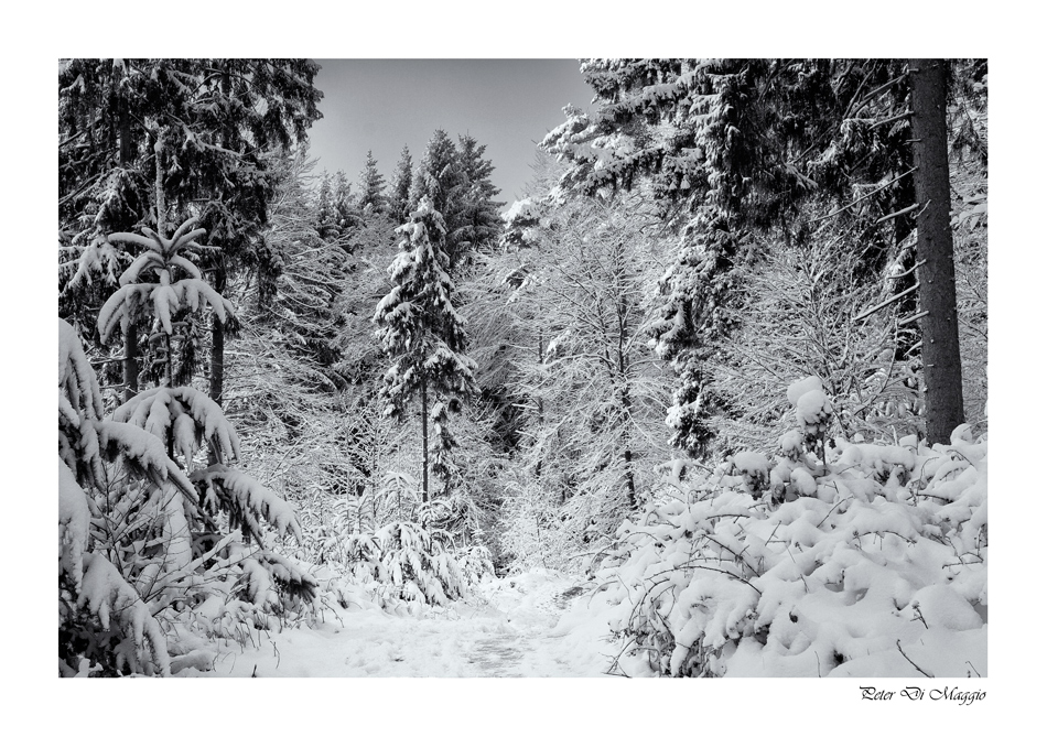 Winterwald III