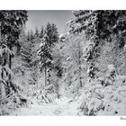 Winterwald III