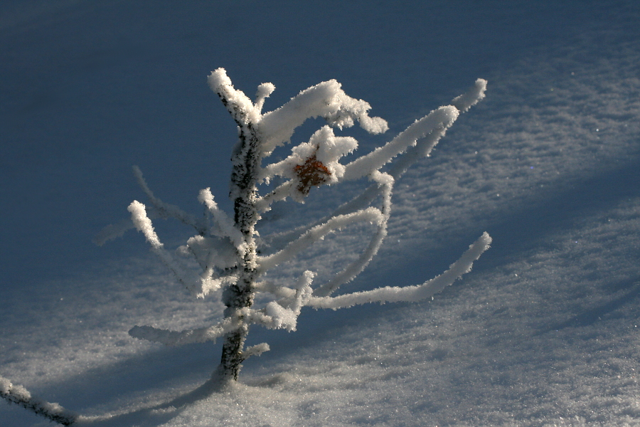 Winterwald III