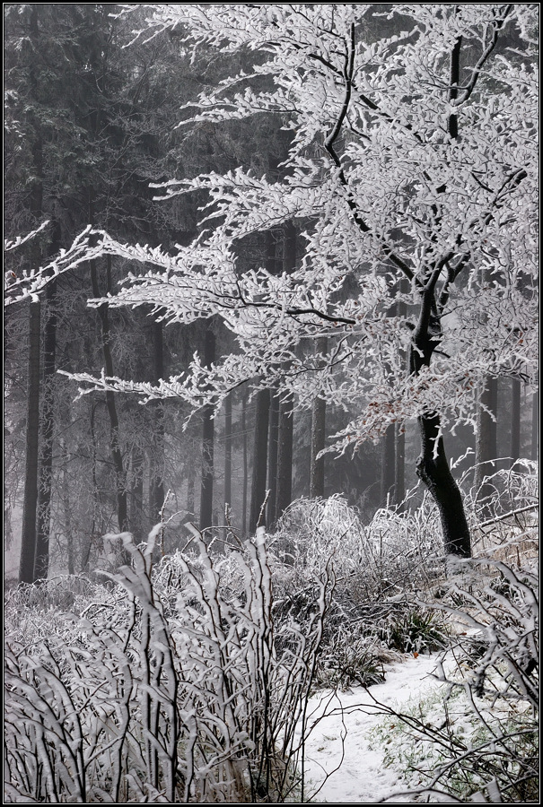 Winterwald III