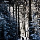 Winterwald III