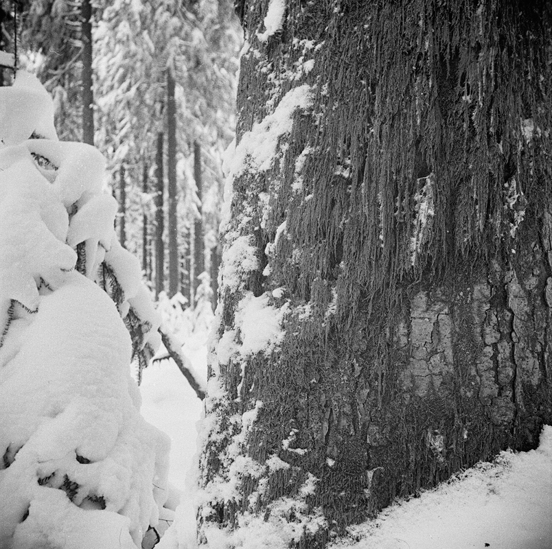 Winterwald III - mit Moos an Weißtanne