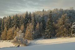 Winterwald im Abendlicht