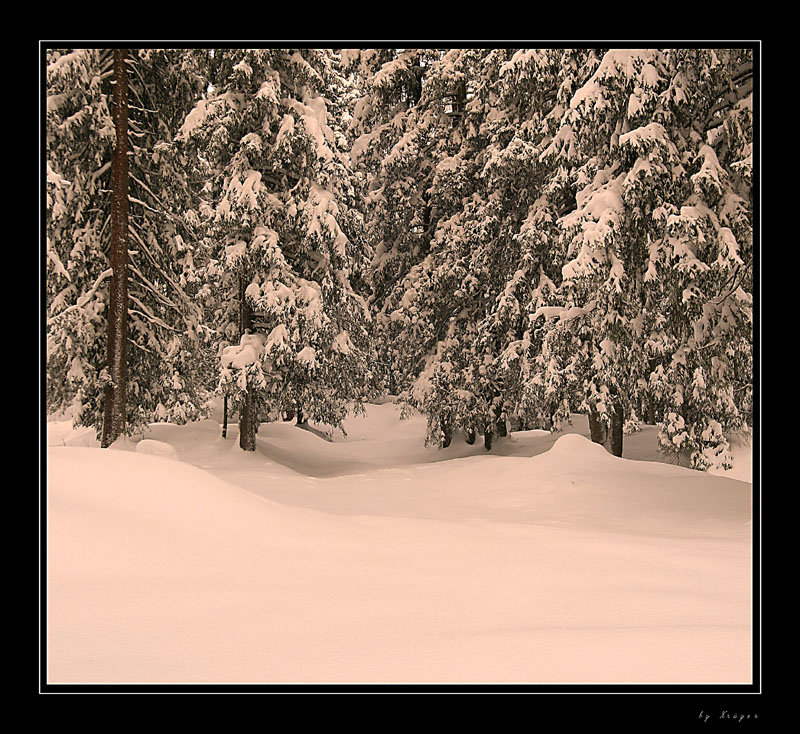 Winterwald im Abendrot