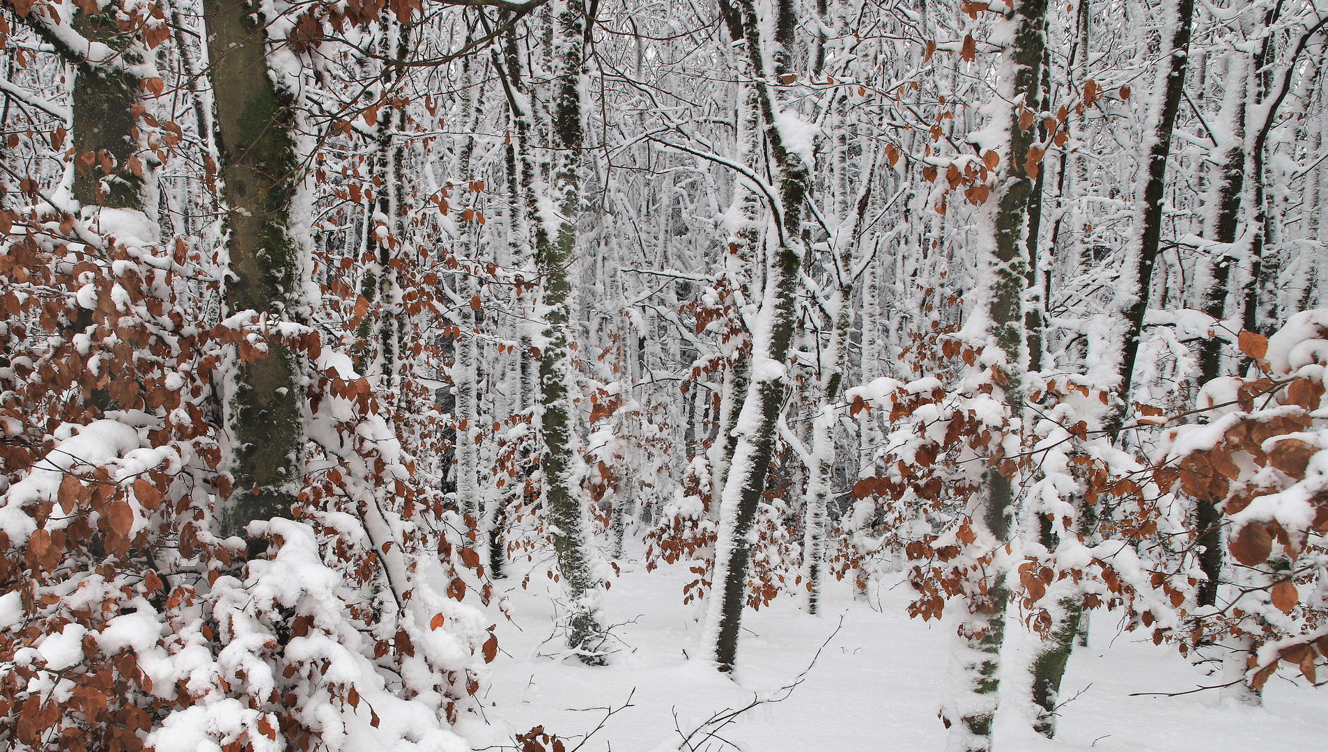 Winterwald im Dezember 2020