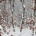 Winterwald im Dezember 2020