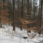 Winterwald im Februar